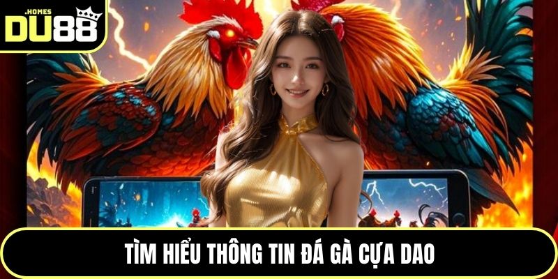 Tìm hiểu thông tin đá gà cựa dao